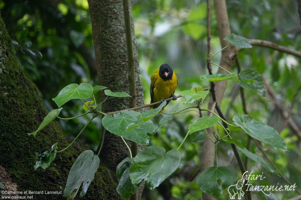 Loriot moineadulte, habitat, Comportement