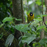 Ethiopian Oriole