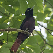 Maroon Oriole