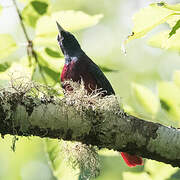 Maroon Oriole