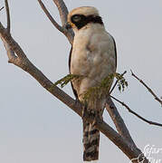 Laughing Falcon