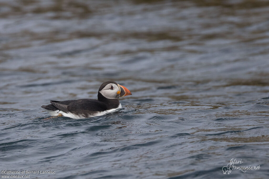 Atlantic Puffinadult, identification