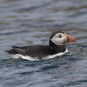 Atlantic Puffin