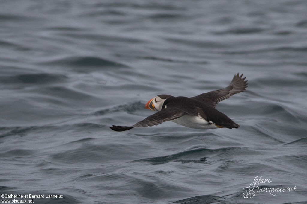 Atlantic Puffinadult, Flight