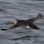 Atlantic Puffin