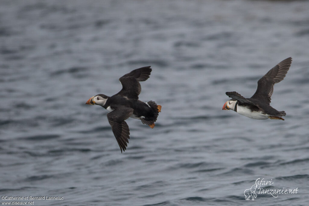 Atlantic Puffinadult, Flight