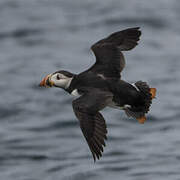 Atlantic Puffin