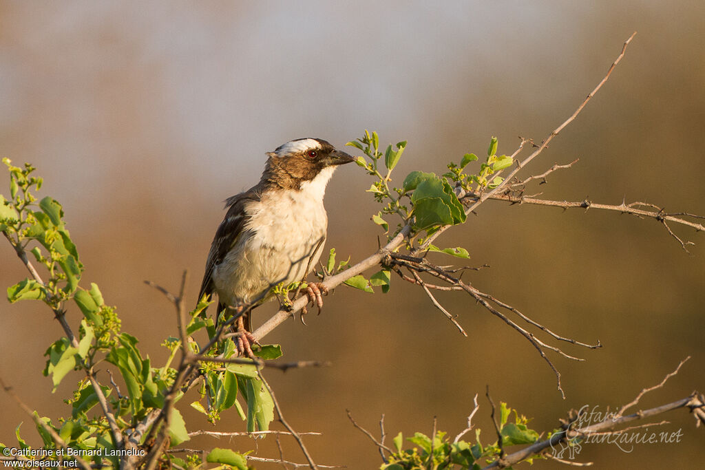 White-browed Sparrow-Weaveradult, identification