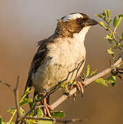 White-browed Sparrow-Weaver