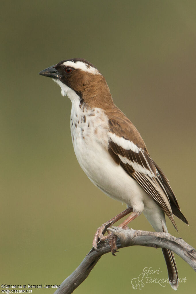 White-browed Sparrow-Weaveradult, identification