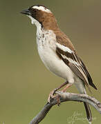 White-browed Sparrow-Weaver