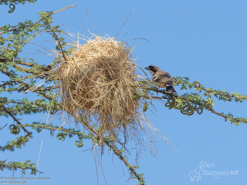 White-browed Sparrow-Weaveradult, Reproduction-nesting