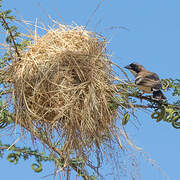 White-browed Sparrow-Weaver