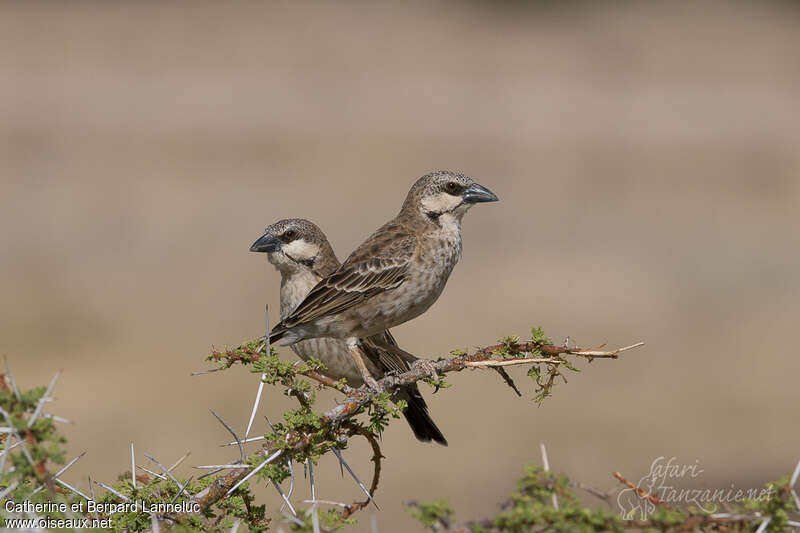 Donaldson Smith's Sparrow-Weaveradult, pigmentation
