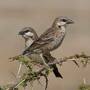 Donaldson Smith's Sparrow-Weaver