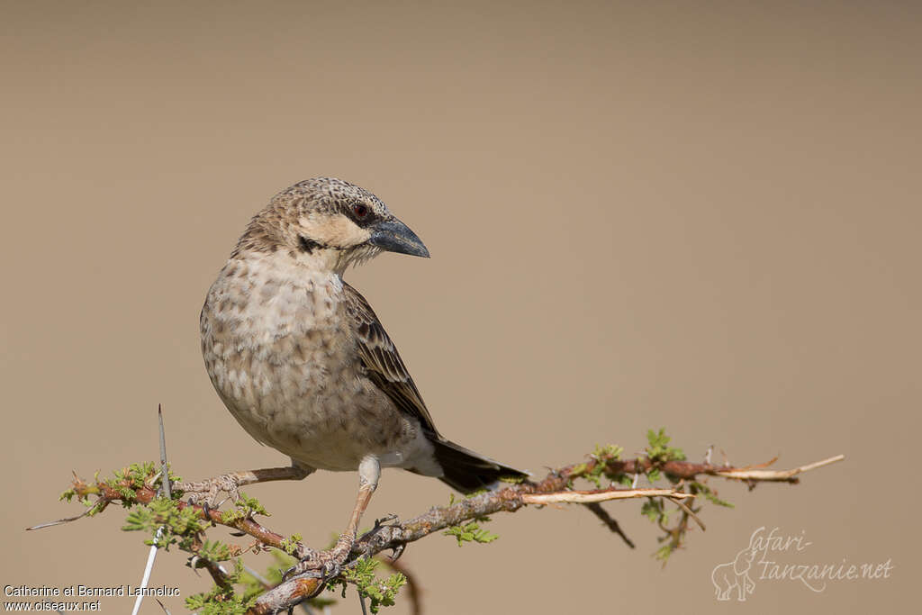 Mahali de Donaldsonadulte, identification, Comportement