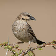 Donaldson Smith's Sparrow-Weaver