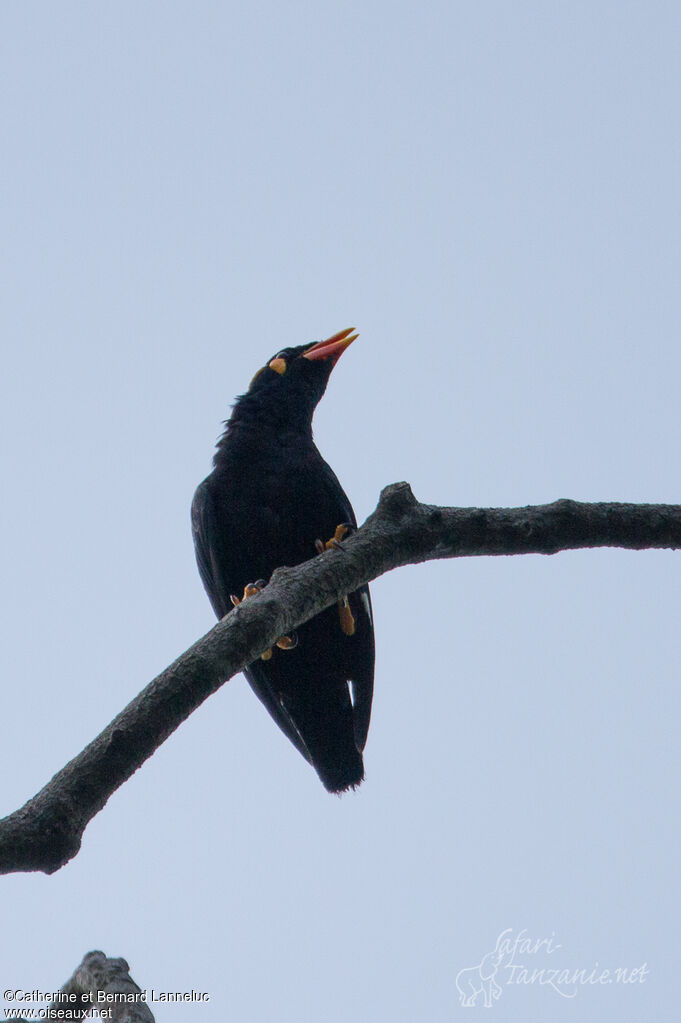 Common Hill Myna