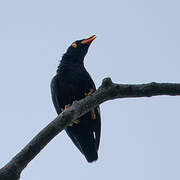 Common Hill Myna