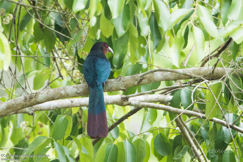 Chestnut-breasted Malkohaadult