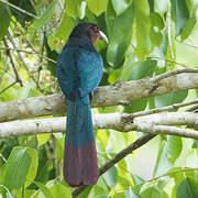 Chestnut-breasted Malkoha