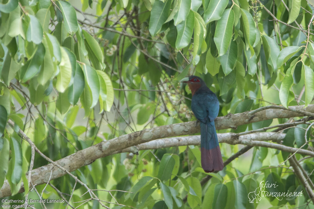 Chestnut-breasted Malkoha