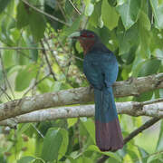 Chestnut-breasted Malkoha