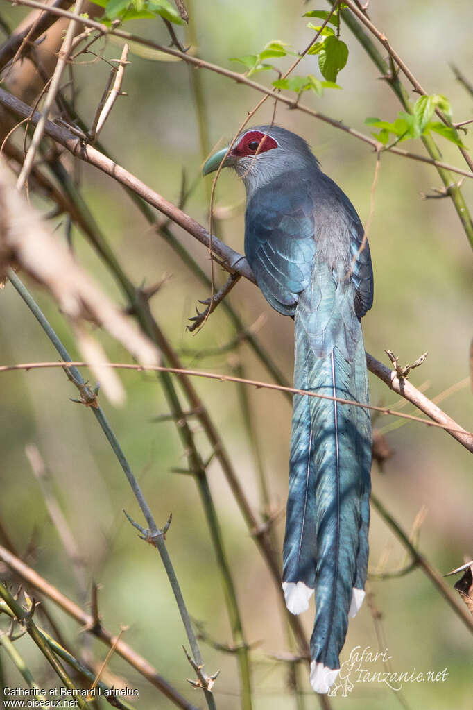 Green-billed Malkohaadult, identification