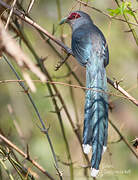 Green-billed Malkoha