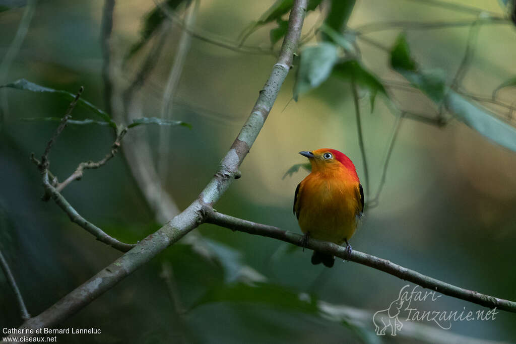 Manakin à queue barrée mâle adulte, habitat