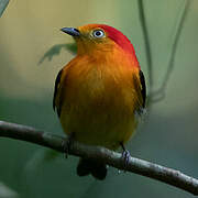 Manakin à queue barrée