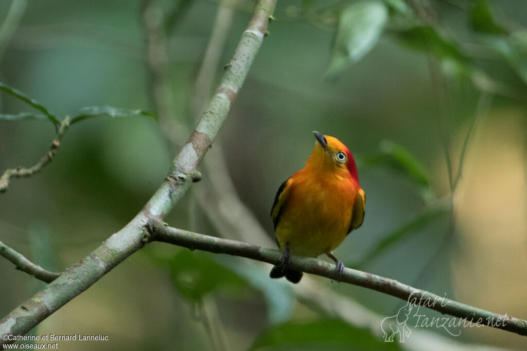 Manakin à queue barrée mâle adulte, habitat