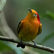 Band-tailed Manakin