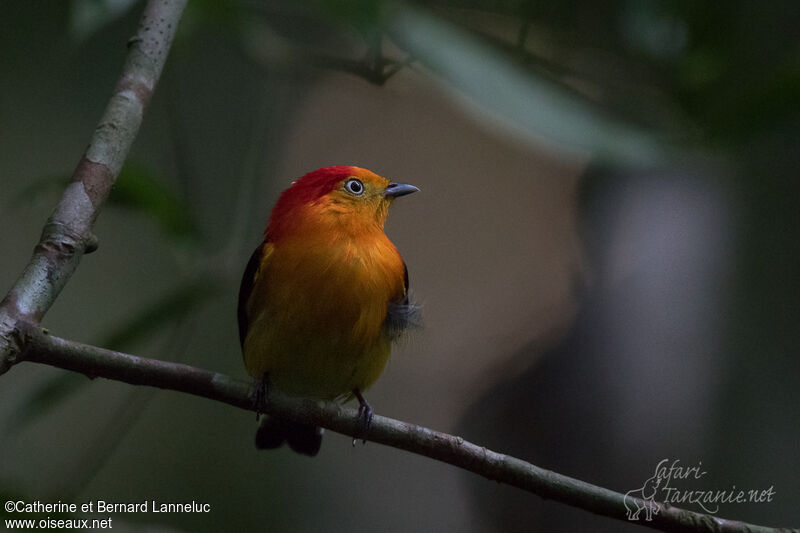 Band-tailed Manakin male adult
