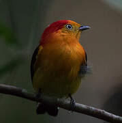 Band-tailed Manakin