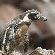 Humboldt Penguin