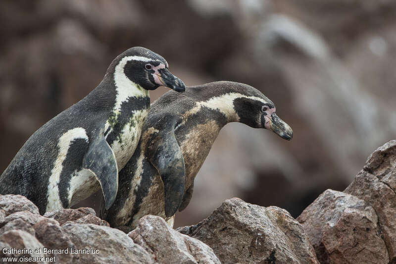 Humboldt Penguinadult, walking, Behaviour