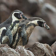 Humboldt Penguin