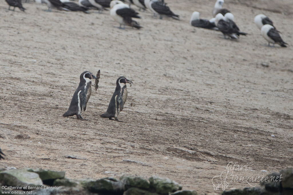 Humboldt Penguinadult, Reproduction-nesting