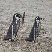 Humboldt Penguin