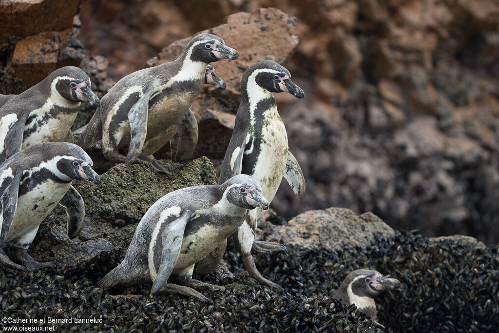 Humboldt Penguin, walking