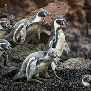 Humboldt Penguin