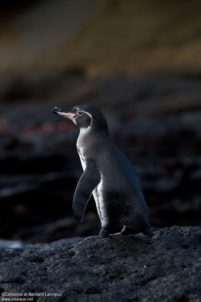 Manchot des Galapagosadulte, identification