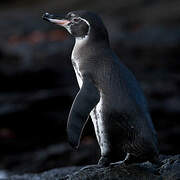 Galapagos Penguin