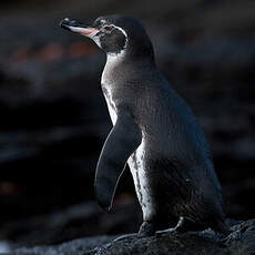 Manchot des Galapagos