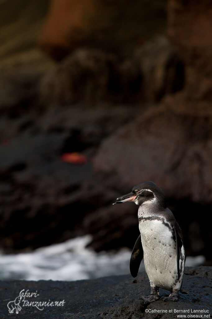 Galapagos Penguinadult, habitat