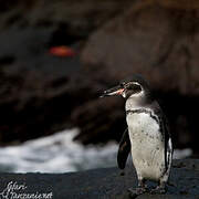 Galapagos Penguin