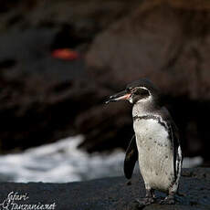 Manchot des Galapagos