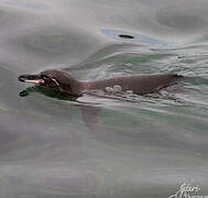 Manchot des Galapagos