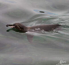 Manchot des Galapagos